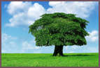 Family Tree Templates
